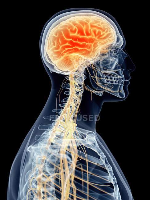 Cerebro humano y nervios cervicales - foto de stock