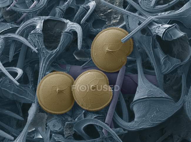 Три динофлагеллята (синий), цветной сканирующий электронный микрограф (SEM). Динофлагелляты одноклеточные протозои . — стоковое фото