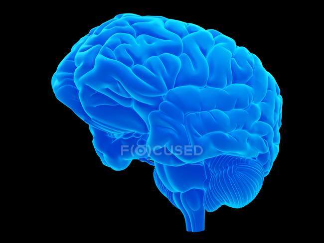 Anatomia Cerebral Humana — Fotografia de Stock