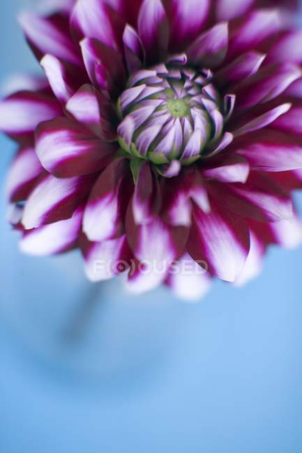 Primer plano de la flor de Dahlia sobre fondo azul
. - foto de stock
