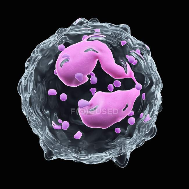 Структура клітин еозинофільної крові — стокове фото