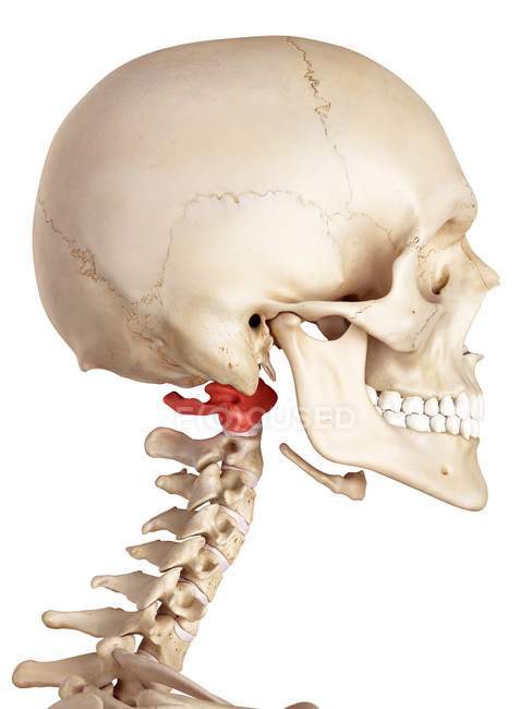 Атласная кость человека — стоковое фото