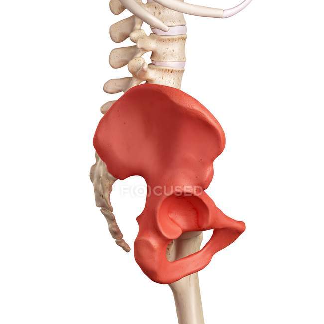 Анатомія хірургічних кісток людини — стокове фото