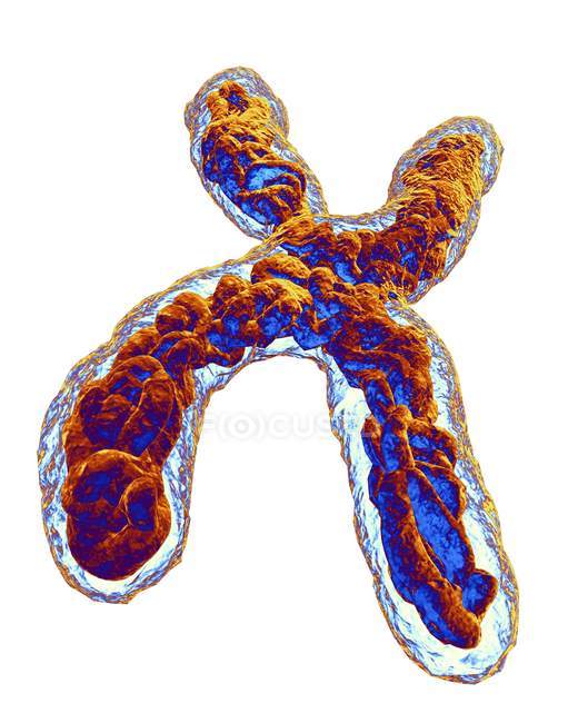 Chromosome structure and composition — Stock Photo