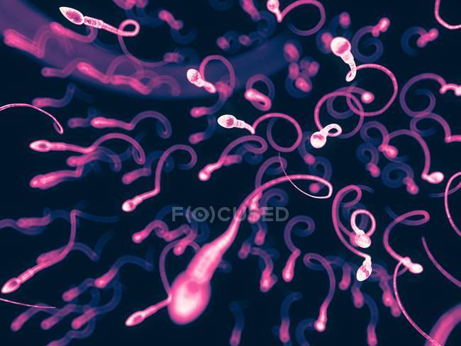 Людських клітин сперми — стокове фото