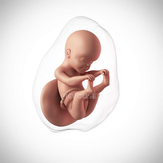 Idade do feto humano 25 semanas — Fotografia de Stock