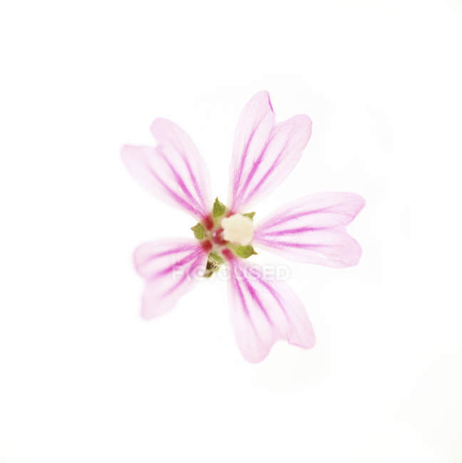 Nahaufnahme der rosa Malvenblüte auf weißem Hintergrund. — Stockfoto