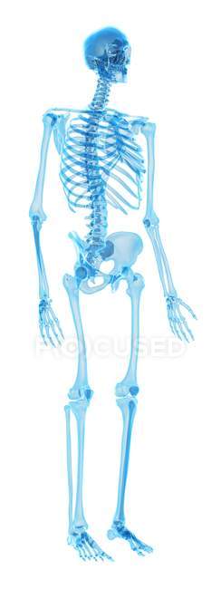 Estructura del esqueleto humano - foto de stock