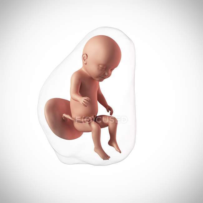 Human fetus age 31 weeks — Stock Photo