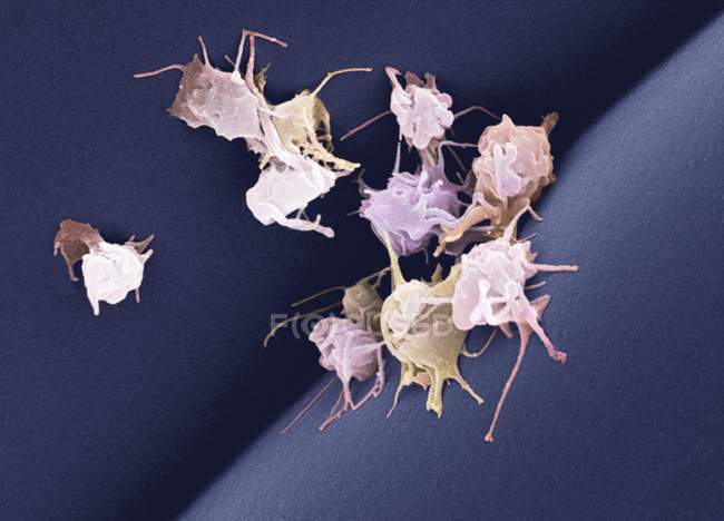 Активований тромбоцитів клітини — стокове фото