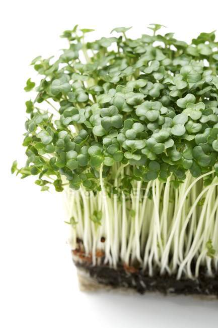 Close-up view of cress grass. — Stock Photo
