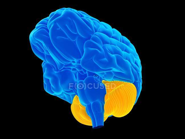 Anatomie simplifiée du cerveau humain — Photo de stock