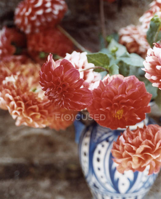 Primer plano de las flores de Dahlia en jarrón . - foto de stock