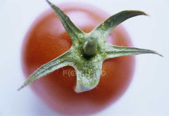 Vista de cerca del tomate sobre fondo blanco . - foto de stock
