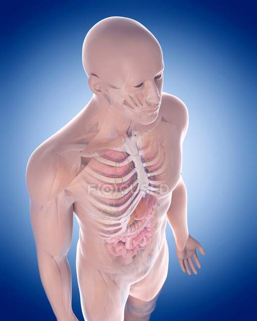 Système musculaire et squelettique de l'adulte — Photo de stock