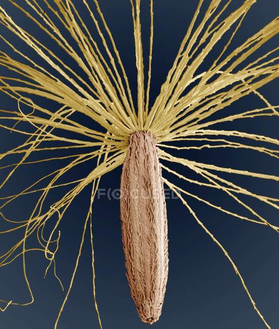 Sementes de barba-de-falcão lisa (Crepis capillaris), micrografia electrónica de varredura colorida (SEM ). — Fotografia de Stock