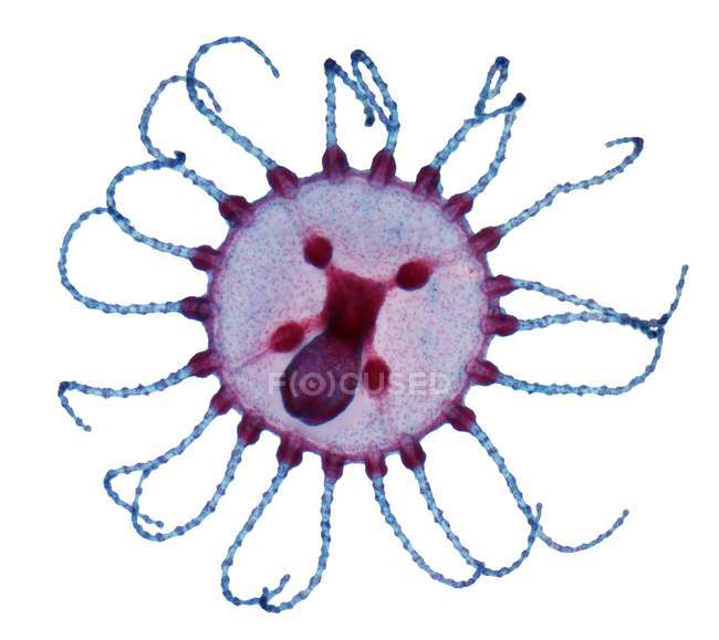 Micrografía ligera (LM) de una medusa (pólipo joven) del hidroide Obelia geniculata . - foto de stock
