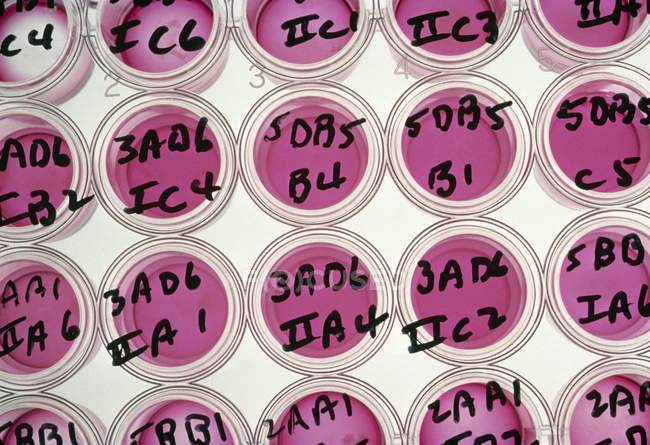 Tissue culture labelled wells with pink fluid and gel nourishes. — Stock Photo