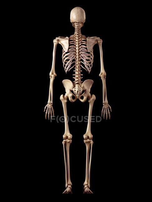 Structure squelettique humaine — Photo de stock
