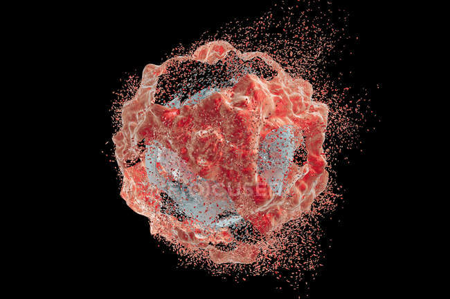 Destrucción de una célula cancerosa por anticuerpos - foto de stock