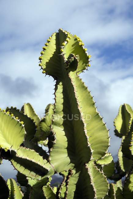 Plante de cactus vert sur fond bleu ciel . — Photo de stock