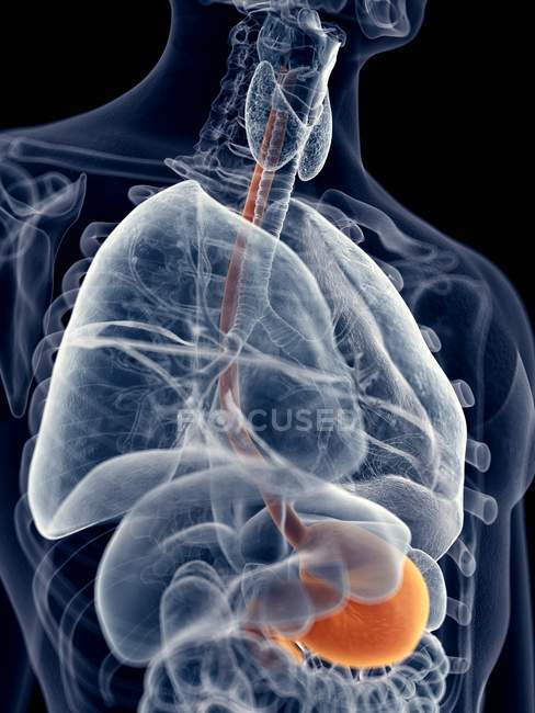 Esófago humano y estómago - foto de stock