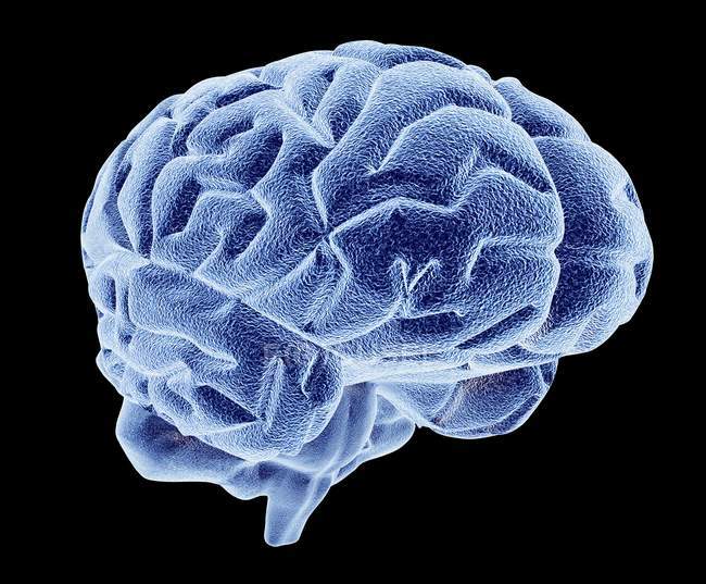 Estructura cerebral humana - foto de stock