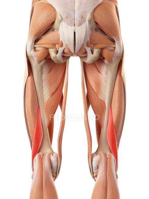 Músculos de glúteos humanos - foto de stock