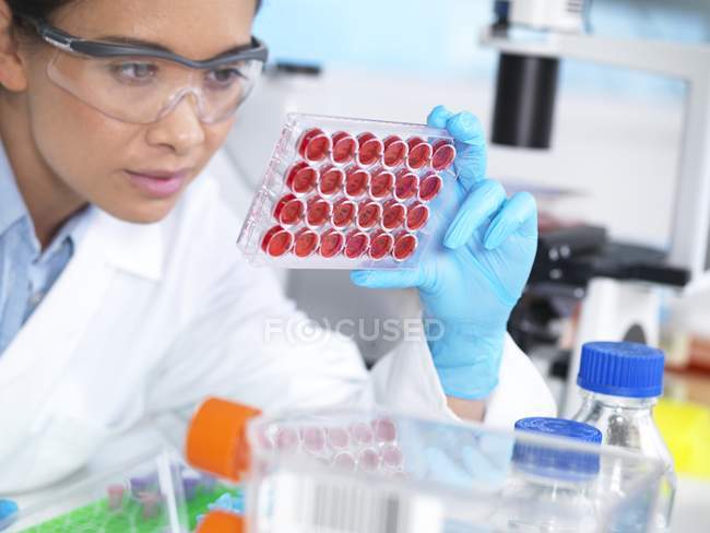 Científica femenina sosteniendo placa de varios pozos con medio de crecimiento
. - foto de stock