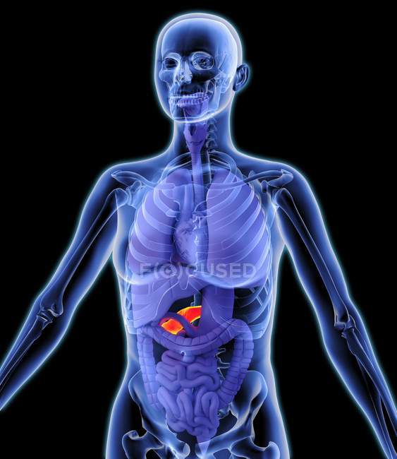 Pancreas sano e organi interni — Foto stock