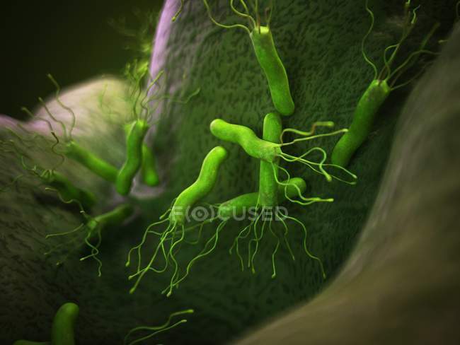 Pyloris бактерії Helicobacter — стокове фото