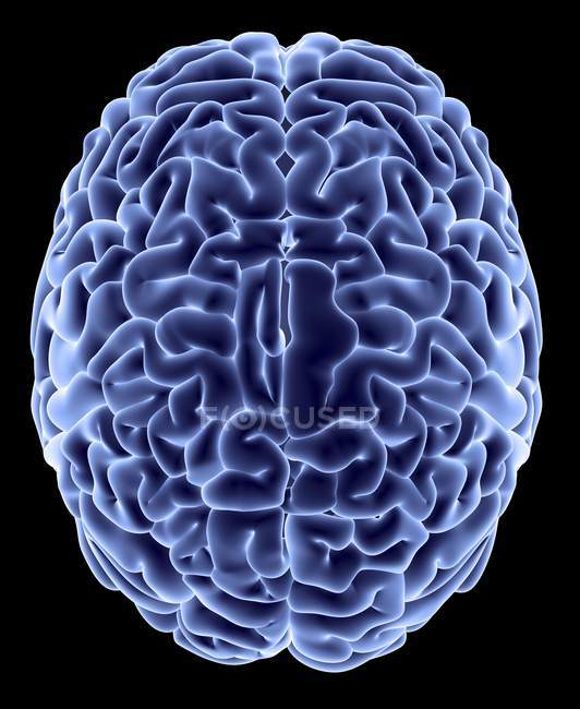 Anatomie cérébrale humaine — Photo de stock