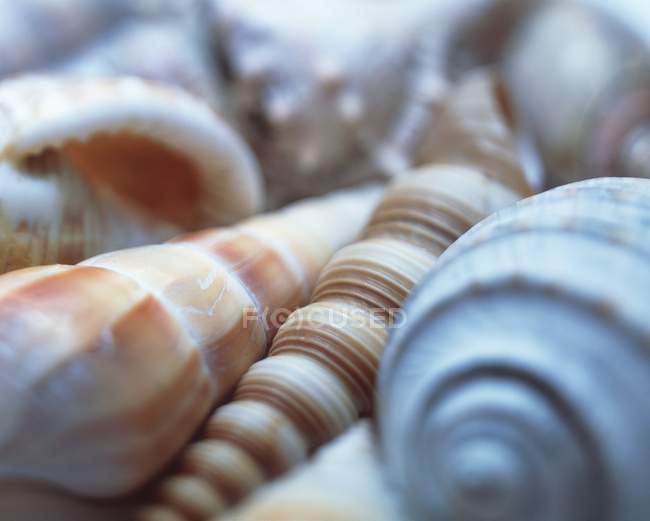 Shells of unidentified sea snails. — Stock Photo