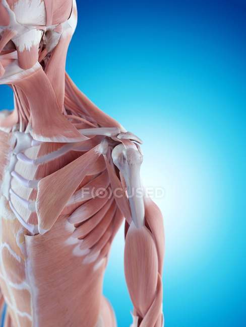 Estructura y musculatura del hueso del hombro - foto de stock