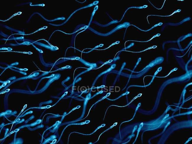 Los espermatozoides humanos - foto de stock