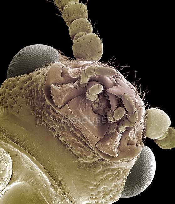 Tête de scarabée des asperges — Photo de stock