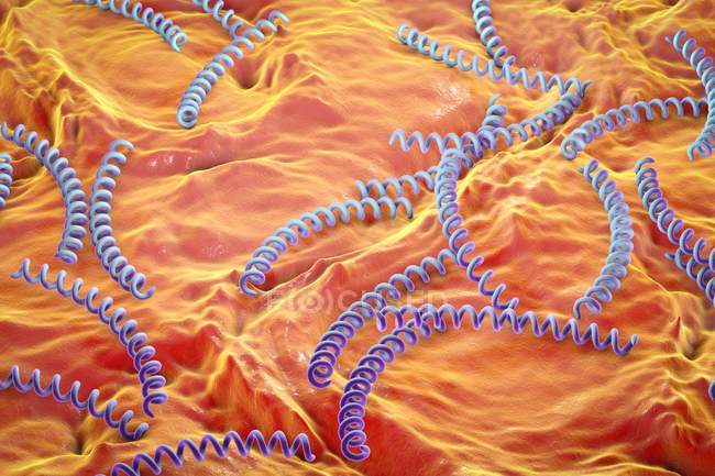 Бактерии Treponema pallidum — стоковое фото