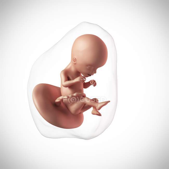 Idade do feto humano 17 semanas — Fotografia de Stock