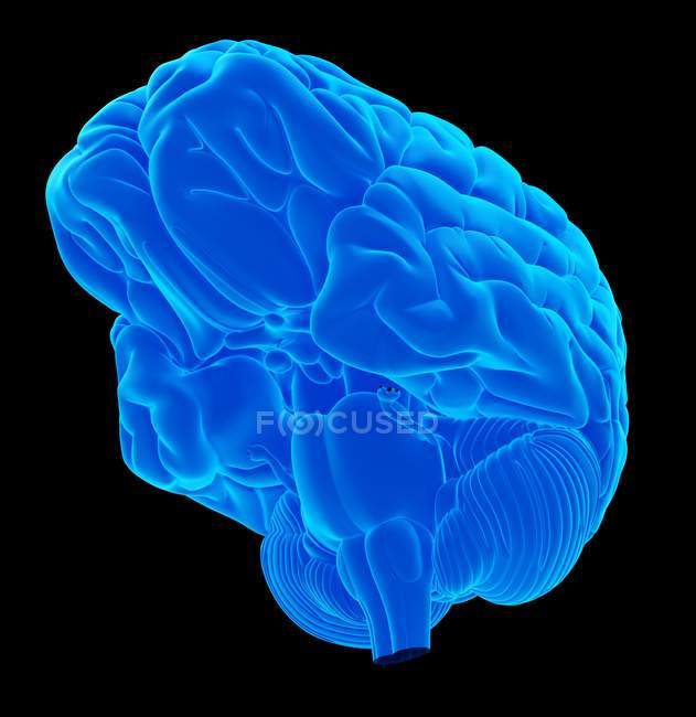 Спрощена анатомія людського мозку — стокове фото