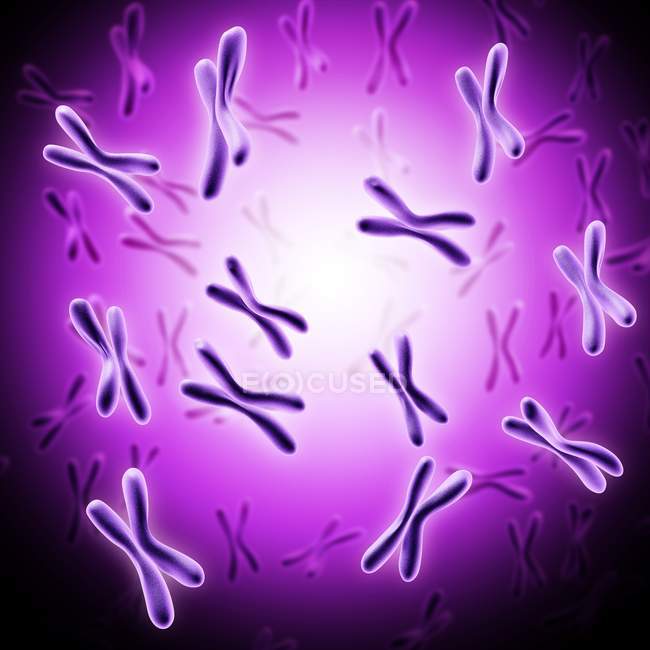 Estructura y composición de los cromosomas X - foto de stock