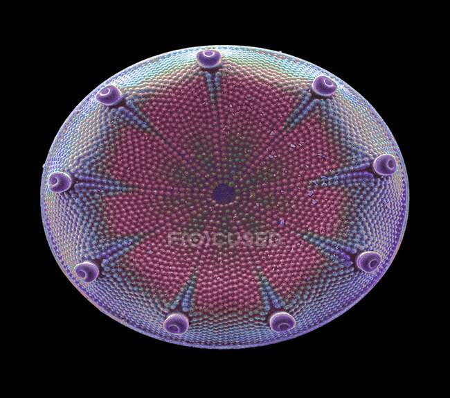Aulacodisus oregonus diatom — стоковое фото