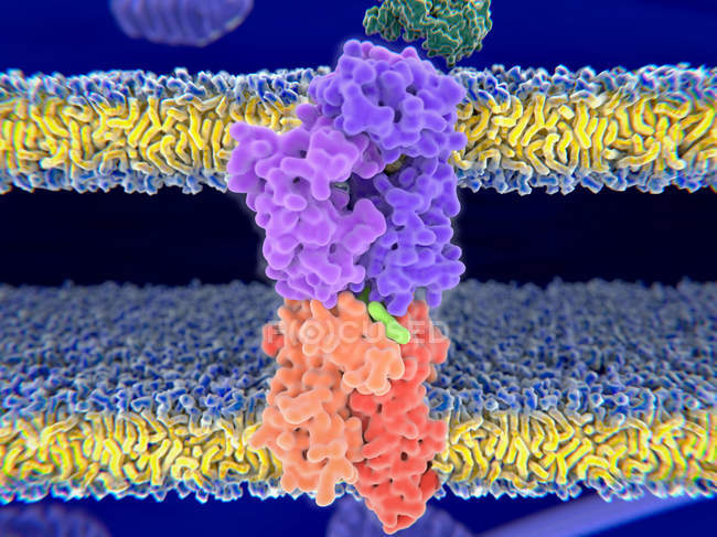 T-cell receptor-MHC-antigen complex — Stock Photo