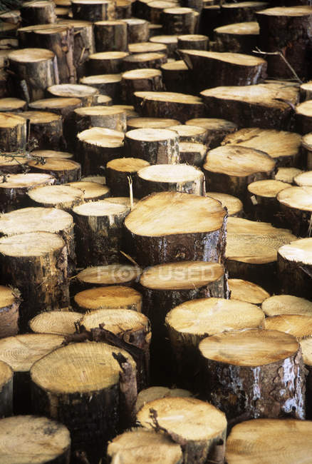 Harvested wood from conifer plantation. — Stock Photo