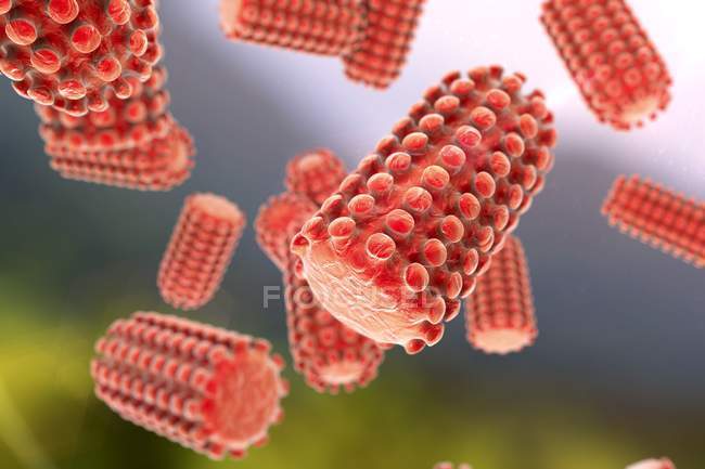 Rabies virus particles — Stock Photo