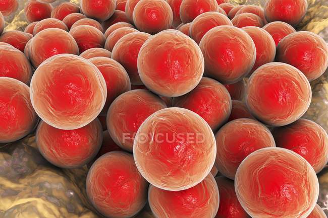 Колония бактерий стафилококков — стоковое фото