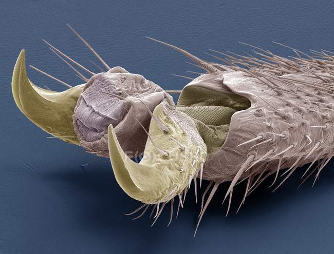Нога насекомого — стоковое фото