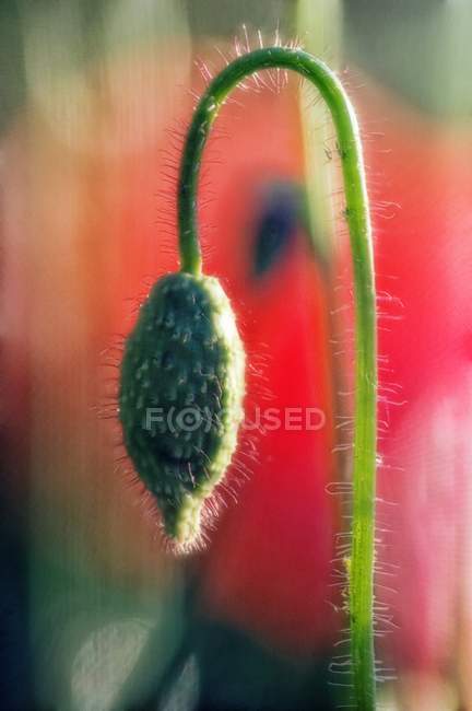 Close-up of corn poppy bud. — Stock Photo