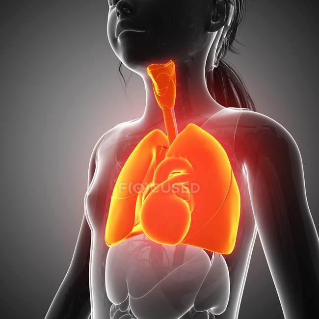 Дыхательная система взрослого человека — стоковое фото