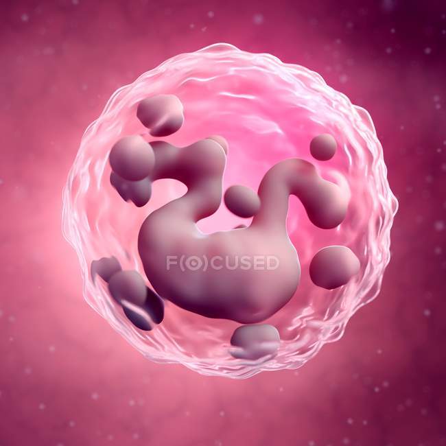 Structure and shape of basophil — Stock Photo