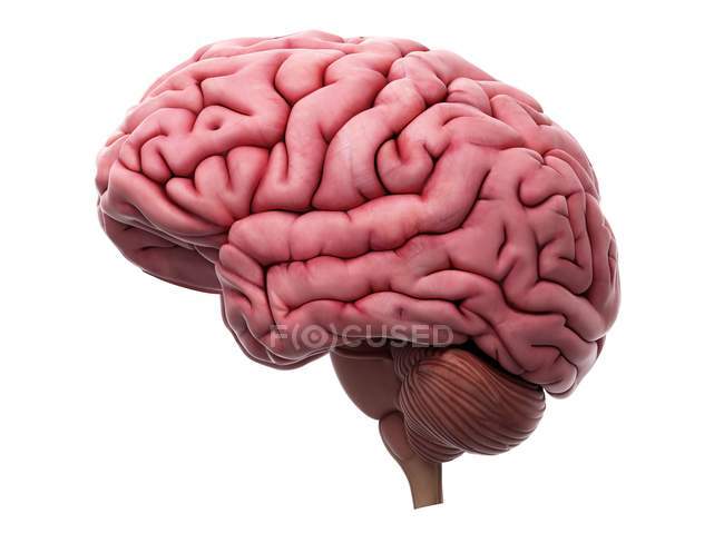 Human internal brain anatomy — Stock Photo